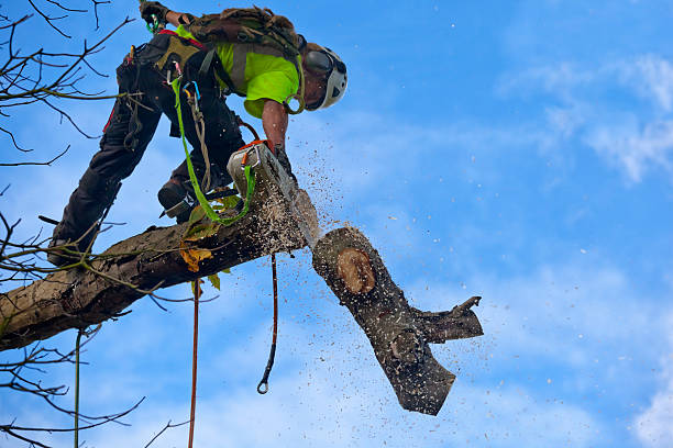 Soil Testing and Treatment in Town And Country, WA